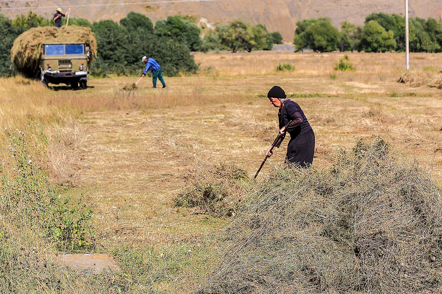 hay-harvest-mtskheta-mtianeti-georgia