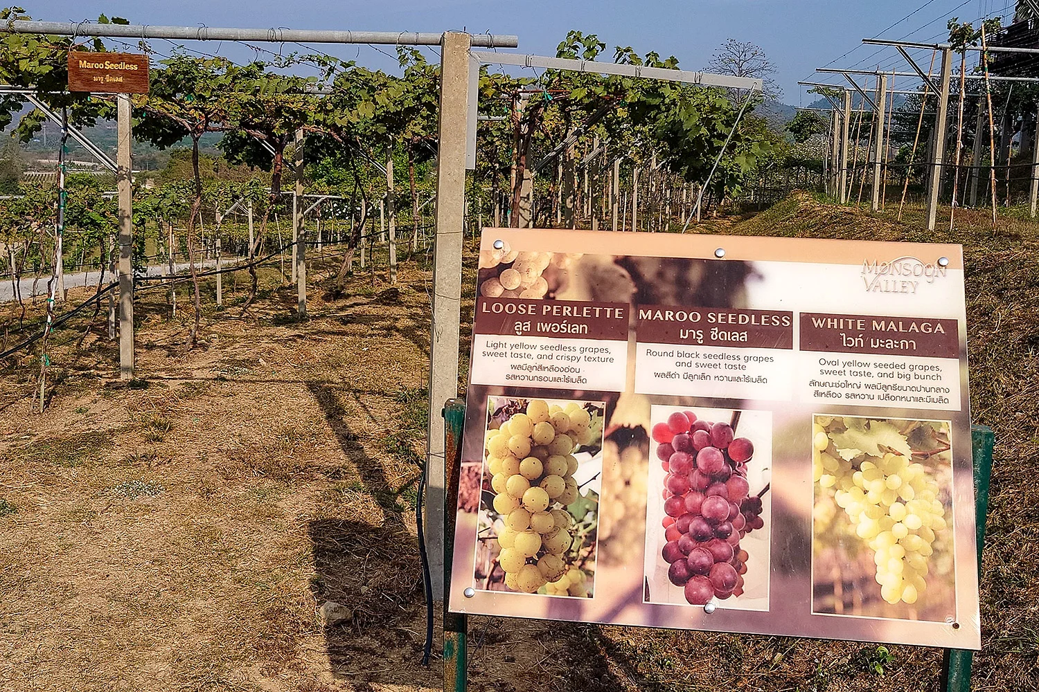 types-of-wine-monsoon-valley-thailand