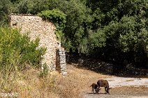Mallorca (83)