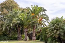 Mallorca (175)