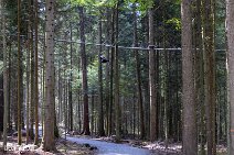Flying-Fox_220821_003
