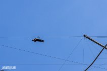 Flying-Fox_220821_009