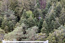 Flying-Fox_220821_041