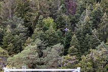 Flying-Fox_220821_067