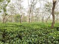 Dibrugarh (2)