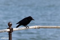 Raven
