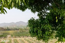 Thailand (60)