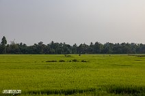 Kambodscha (39)