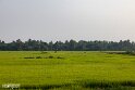Kambodscha (72)