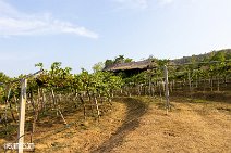Thailand (54)