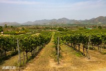 Thailand (55)
