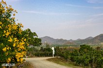 Thailand (59)