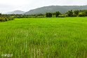 Laos (440)
