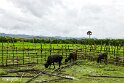 Laos (449)