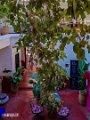 Marrakesh (33)