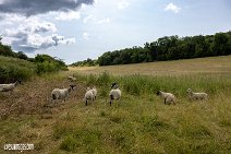 Isle of Wight (21)