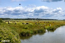 Isle of Wight (22)