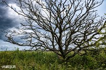 Isle of Wight (23)