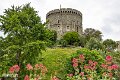 Windsor (9)