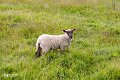 Isle of Wight (13)