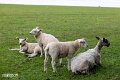 Isle of Wight (16)