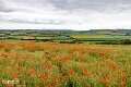 Isle of Wight (17)