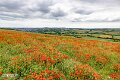 Isle of Wight (21)
