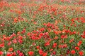 Isle of Wight (24)